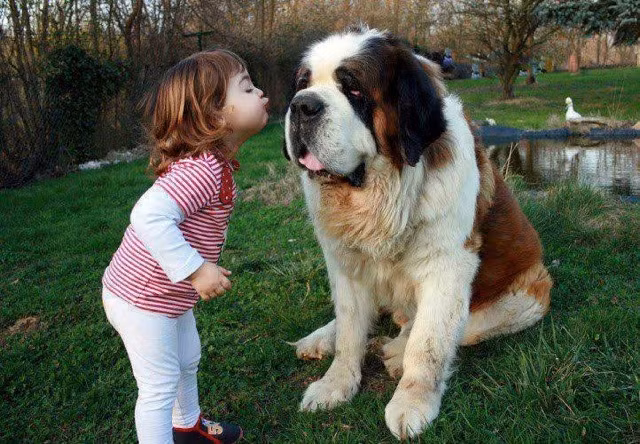 7. St. Bernard: Từ vùng núi Alps, St. Bernard được biết đến với tính ôn hòa và dễ thương. Chúng thích hợp cho môi trường lạnh, trung thành và có khả năng cứu hộ.