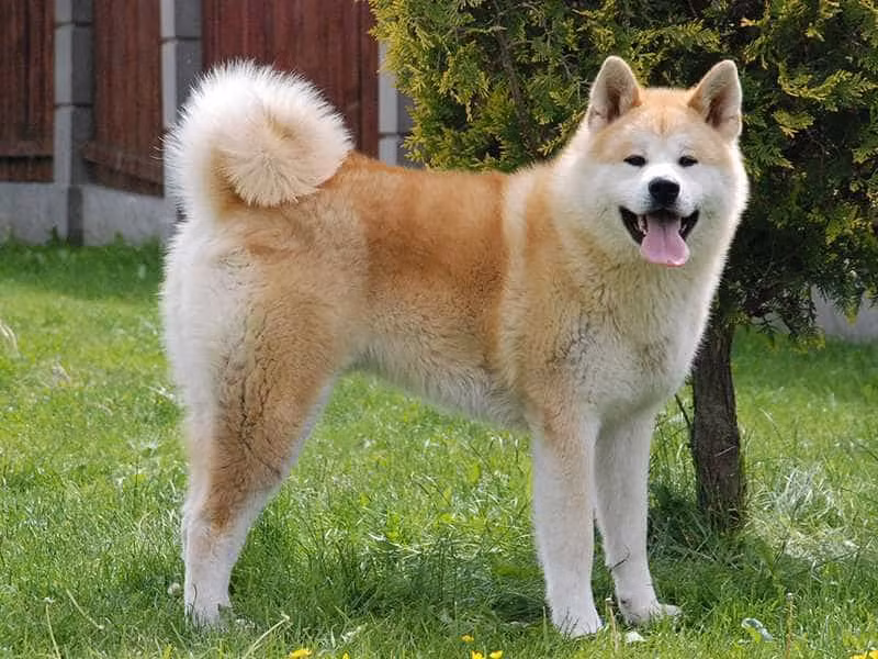 2. Akita: Xuất xứ từ Nhật Bản, Akita là giống chó trung thành và can đảm. Chúng thông minh, tận tụy, bảo vệ lãnh thổ.