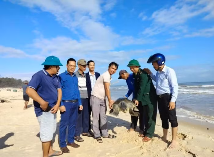 Rùa biển cổ đại cực hiếm, mắc lưới ngư dân ở Quảng Trị Rua bien co dai cuc hiem, mac luoi ngu dan o Quang Tri