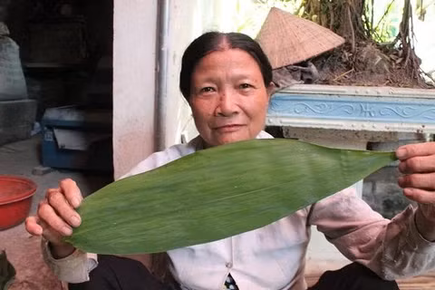 Các công đoạn sấy khô và làm sạch lá tre cũng được thực hiện cầu kỳ để bảo tồn mùi thơm đặc trưng và chất lượng.