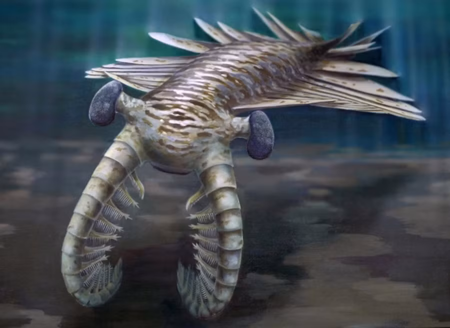 Một trong số những " quái thú" đó là Anomalocaris, sống cách đây khoảng 530 triệu năm, có hình dáng giống tôm, đôi mắt cuống to và chi trước lớn.
