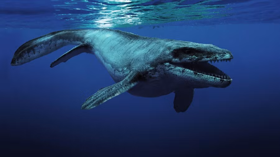 Mosasaurus xuất hiện cách đây khoảng 70 - 76 triệu năm, là một quái thú biển có chiều dài khoảng 21m và nặng 33 tấn.