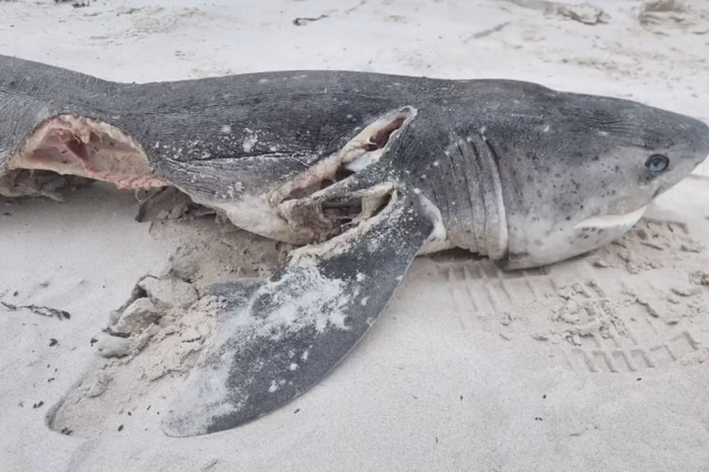 Nhóm nhà khoa học Úc đã xác định rằng cá voi sát thủ (Orcinus orca) là thủ phạm của cái chết này, dựa trên vết cắn trên cơ thể cá mập và dấu vết ADN của chúng.