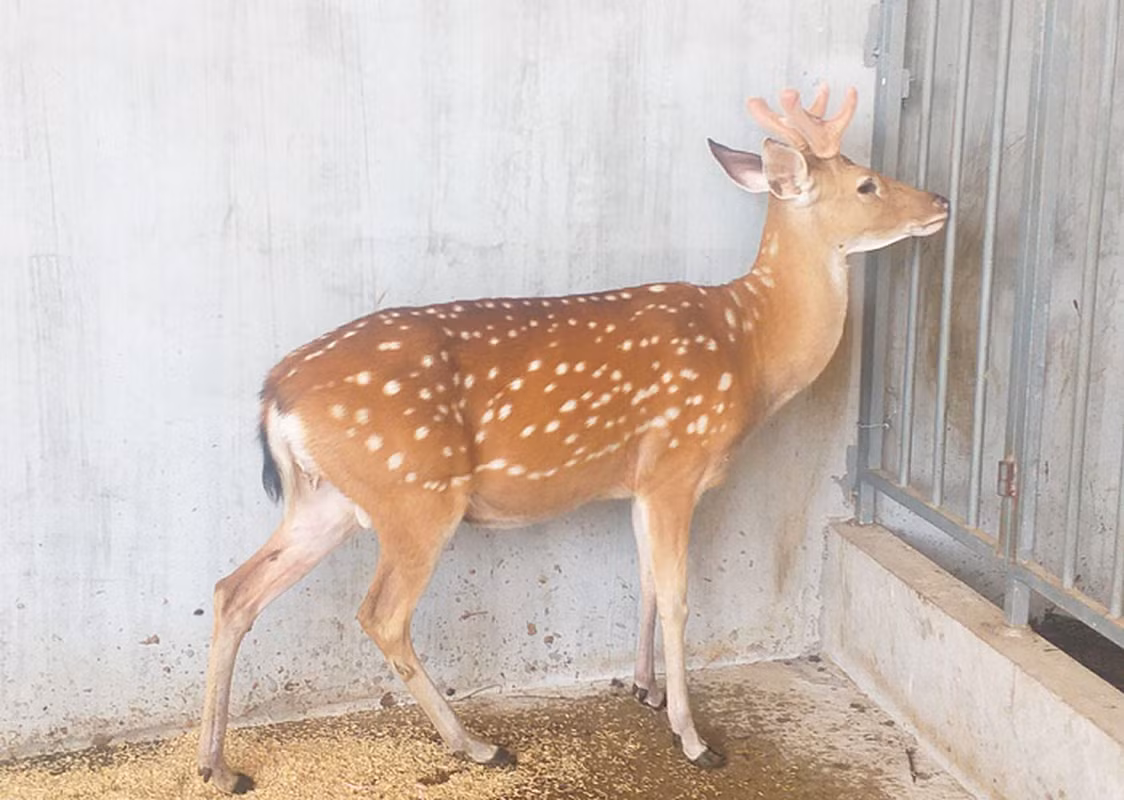 5. Hươu sao: Là một con vật khá quen thuộc, có thể được bắt gặp trong các sở thú và trang trại ở Việt Nam, nhưng hươu sao được coi là đã tuyệt chủng ngoài môi trường tự nhiên. Con vật hiền lành này trước đây sinh sống tại rất nhiều địa phương từ Bắc vào Nam.