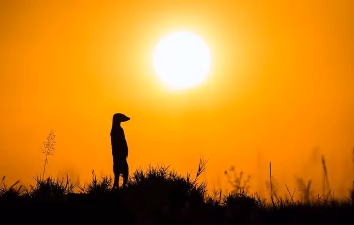 Tuổi thọ trung bình của cầy Meerkat là từ 12-14 năm.