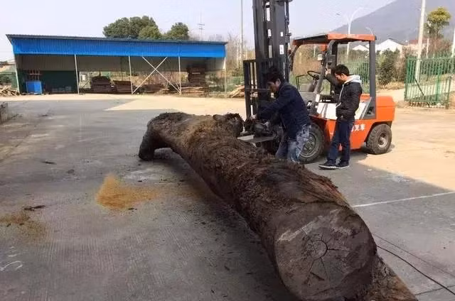 Tuy nhiên, con trai của ông đã quyết định chế biến khối gỗ thành một chiếc bàn. Hành động này bị chính quyền và cảnh sát Trung Quốc phát hiện và họ tiến hành tịch thu bàn và phạt một khoản tiền lớn.