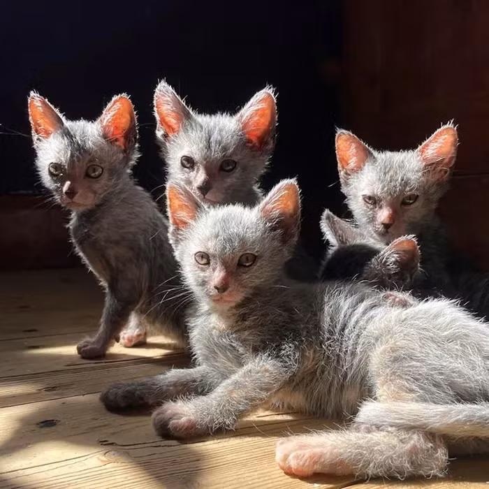 Điều đặc biệt là Lykoi không phải là giống mèo tự nhiên mà là kết quả của sự đột biến gene ở loài mèo Mỹ lông ngắn, được lai giống tại Tennessee, Mỹ.