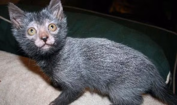 Cơ thể của Lykoi giữ lại một lớp lông giống loài sói. Giống mèo này được mệnh danh là "ma sói trong họ nhà mèo" do kết hợp các đặc điểm của nhiều giống mèo khác nhau.