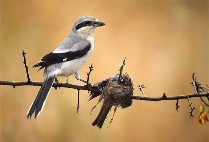 Phân bố rộng khắp châu Á, Âu và Bắc Mỹ, chim Bách Thanh thường săn mồi đa dạng từ chuột, động vật nhỏ đến côn trùng, rắn và thậm chí là các giống chim khác.