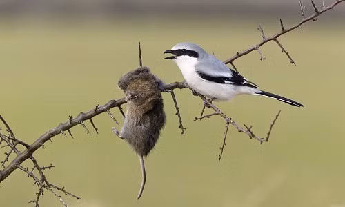 Tính dữ và tiếng kêu chói tai của chúng làm cho những người chơi chim không ưa chuộng.