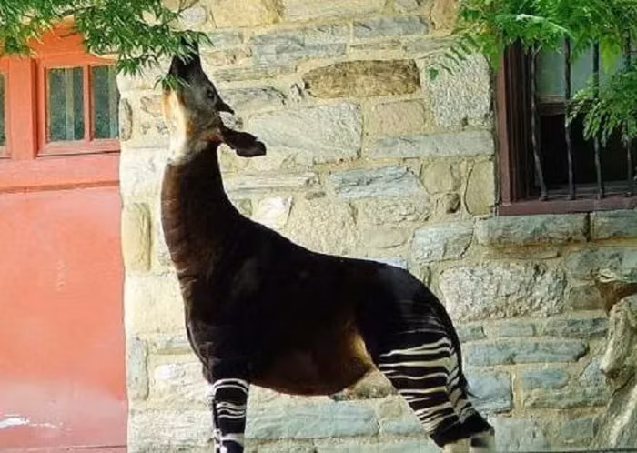 Tính nhút nhát và sợ người khiến việc quan sát Okapi trong tự nhiên trở nên khó khăn.