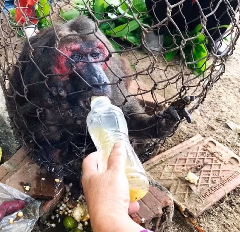 Tại thời điểm tiếp nhận, khỉ mặt đỏ quý hiếm này đã phản xạ chậm và suy giảm tính hoang dã.