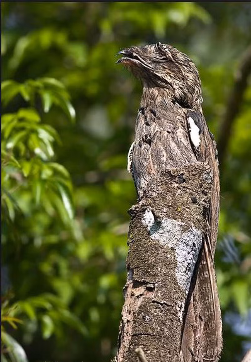 Chim Potoo có khả năng ngụy trang xuất sắc, đứng bất động trên cành cây vào ban ngày, nhờ bộ lông màu ghi nâu giống với môi trường xung quanh.