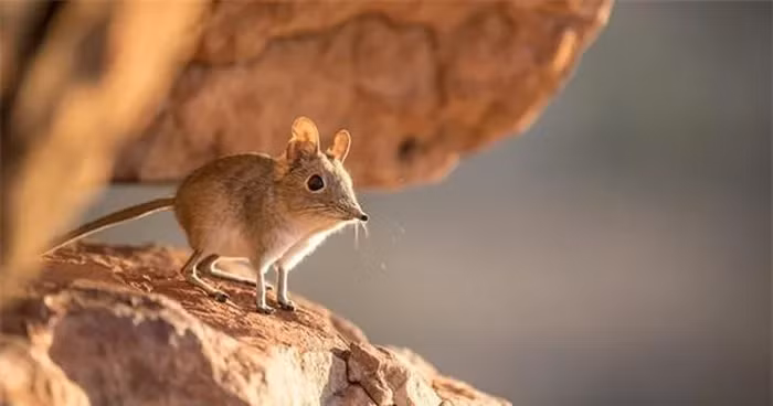 Mặc dù có tên "chuột chù voi", nhưng chúng không phải là chuột chù hay voi mà là một loài thú có vú ăn côn trùng. Chúng có đôi chân mạnh mẽ, có khả năng chạy nhanh, sống chủ yếu ở Somali.