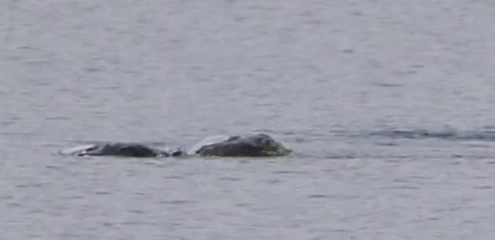 Steve Feltham, chuyên gia săn quái vật hồ Loch Ness, cho biết đây là những bức ảnh đẹp nhất về thủy quái này mà ông từng thấy, cung cấp cái nhìn rõ ràng hơn về sinh vật huyền thoại này. Các nhóm thám hiểm và tình nguyện viên cũng thấy đây là dấu hiệu thú vị và hỗ trợ cho niềm tin vào sự tồn tại của quái vật Loch Ness.