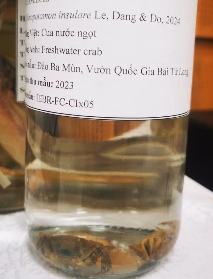 Loài cua mới này được phát hiện trong quá trình điều tra, kiểm kê và thiết lập cơ sở dữ liệu đa dạng sinh học của tỉnh Quảng Ninh.