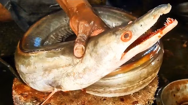 Cá Lạc thường sống dưới bùn đáy, kiếm ăn ban đêm bằng hàm răng sắc và bén để tấn công các con mồi nhỏ hơn.