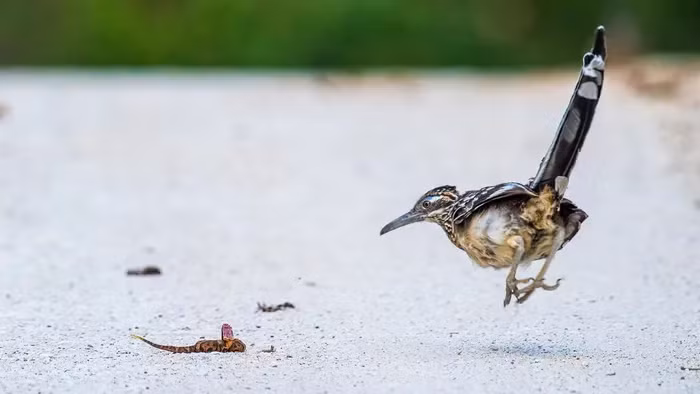 Gà lôi đuôi dài còn sở hữu chiếc mỏ dài, cứng và vô cùng sắc nhọn, có thể dễ dàng “làm thịt" rắn đuôi chuông - loài bò sát nổi tiếng với nọc độc cực mạnh, có thể giết chết các con mồi ngay tức khắc chỉ bằng một nhát cắn.
