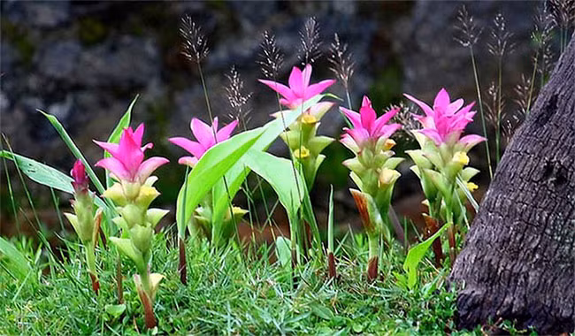 Nghệ là cây thân thảo thuộc họ Gừng, (Zingiberaceae), có củ (thân rễ) dưới mặt đất. Xuất xứ từ Ấn Độ, loài củ hiếm này còn được trồng tại một số quốc gia nhiệt đới như Trung Quốc, Thái Lan, Myanmar và Nigeria.