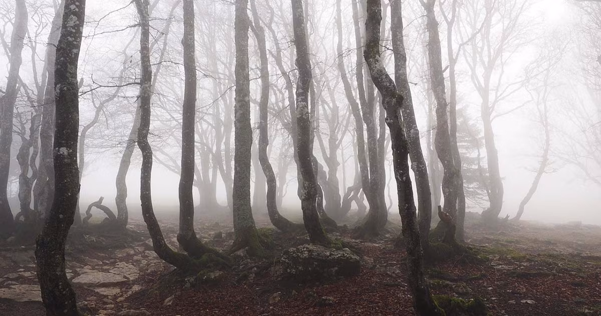 Do vậy, người dân địa phương còn gọi Dering Woods là “Screaming Woods" (tạm dịch "khu rừng gào thét").