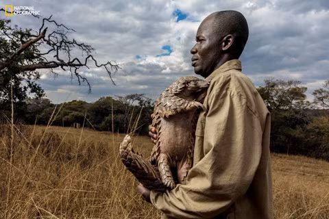 Tại trung tâm cứu hộ Tikki Hywood Foundation ở Zimbabwe, mỗi con tê tê được chỉ định một người chăm sóc. Nhân viên tạo ra mối liên kết chặt chẽ với những con vật này, dạy chúng cách ăn kiến và mối. Trong ảnh là Tamuda và Luleko, hai con tê tê được giải cứu khi còn bé, đang cùng nhau uống nước.