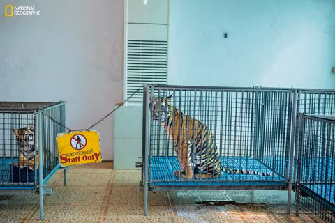 Tại một vườn thú ở Thái Lan, trong khi những con hổ trưởng thành bị xích dây trên cổ và luôn bận rộn với đám đông đến tham quan, hổ con bị tách khỏi mẹ và đặt trong những lồng nhỏ. Hổ con sẽ được du khách ôm ấp, vuốt ve và chụp ảnh. Sau đó, chúng sẽ lại được chuyển cho một người khác để làm việc tương tự.