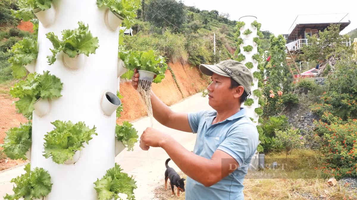 Lam Dong: Trong rau kieu la, ca lang muon xem