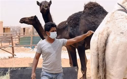 Lạc đà được xem là nguồn gốc lây bệnh Mers sang người.