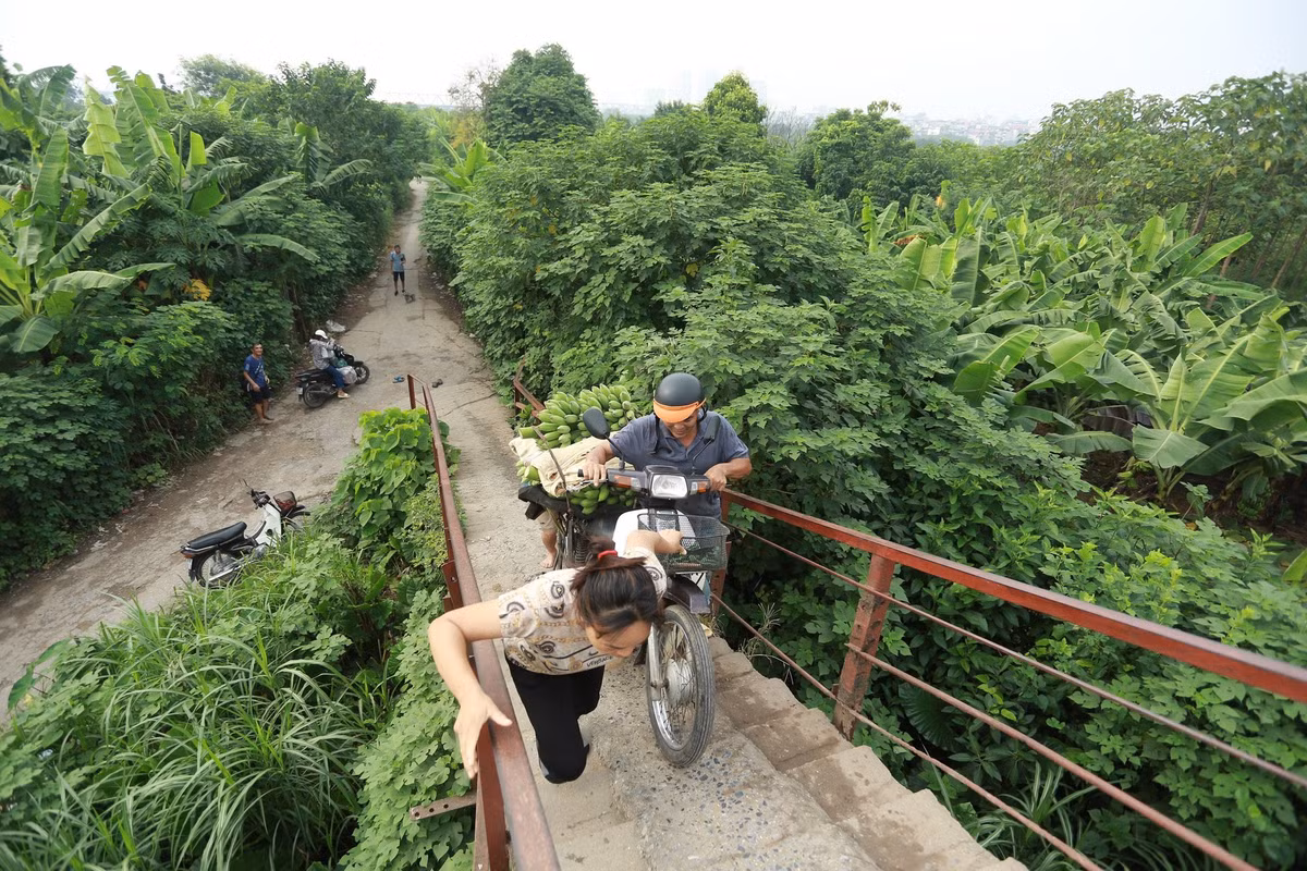 Có hai đường để xuống bãi giữa sông Hồng: một là từ cầu Long Biên xuống, hai là từ đường An Dương đi vào. Tuy nhiên, ít người chọn lối đi Cầu Long Biên bởi rất nguy hiểm, và cần người phụ giúp đẩy mới có thể leo lên được.