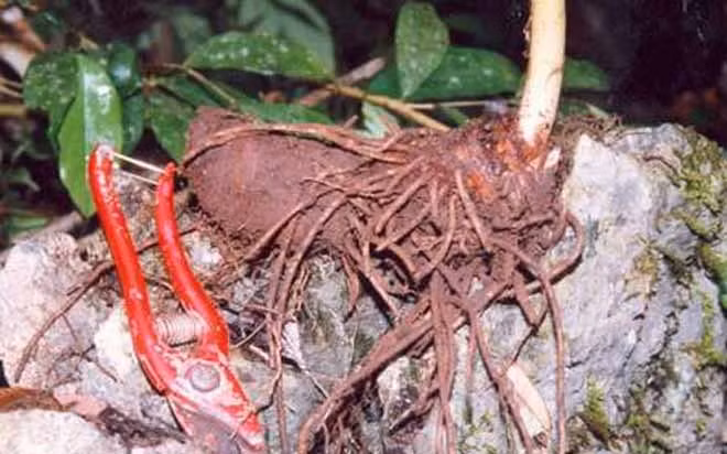 Cây 7 lá 1 hoa có tên khoa học là Paris polyphylla Smith, còn gọi là Thất diệp chi hoa thuộc họ Trọng lâu (Trilliaceae).