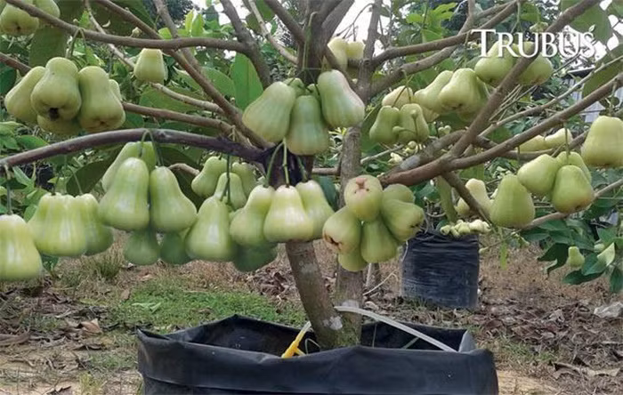 Cây roi trĩu quả dù thân không hề lớn.
