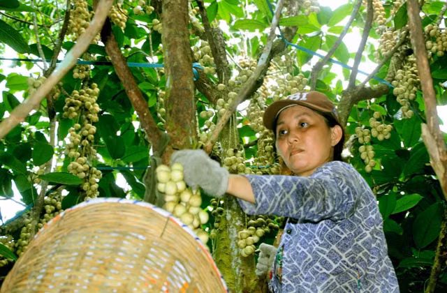 Theo đó, du khách có thể mua tại vườn với giá từ 10.000- 12.000 đồng/kg, tại các điểm bán lẻ có giá từ 15.000 -17.000 đồng/kg. Đặc sản dâu Hạ Châu thích nghi với vùng đất phù sa nước ngọt, dễ trồng, ít công chăm sóc và cho năng suất từ 22 đến 25 tấn/ha.