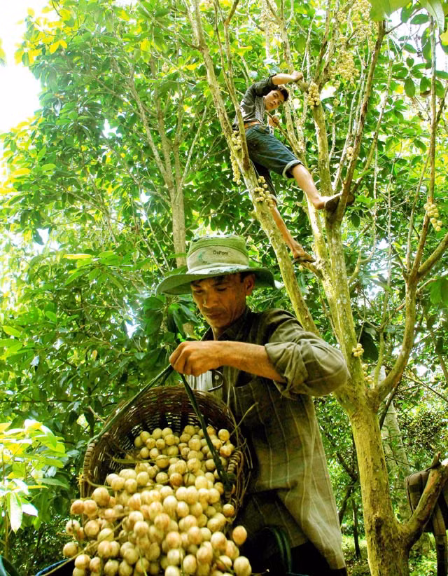 Khi đến ngày thu hoạch, các thương lái tìm đến tận vườn dâu để thu mua. Nhờ loại cây trồng này mà huyện Phong Điền giải quyết được công ăn việc làm cho hàng trăm lao động. Tuy nhiên, các hộ không trồng dâu Hạ Châu tự phát mà trồng trong diện tích được quy hoạch, được sự hỗ trợ của chính quyền địa phương và các nhà khoa học.