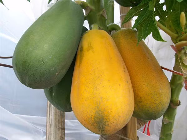 Phân biệt đu đủ chín cây và đu đủ ủ hóa chất. Đu đủ chín tự nhiên bao giờ cũng có một mặt chín hơn mặt còn lại do mặt ngoài hứng được nhiều ánh sáng hơn. Vỏ thường một lớp nấm màu trắng bên trên, thỉnh thoảng xuất hiện chấm đen hoặc vết lõm nhỏ, màu không vàng đều mà vẫn còn chấm xanh. Về cảm quan, đu đủ chín tự nhiên sờ vào thấy mềm đều, những điểm có màu vàng thấy không còn sự xuất hiện của nhựa.