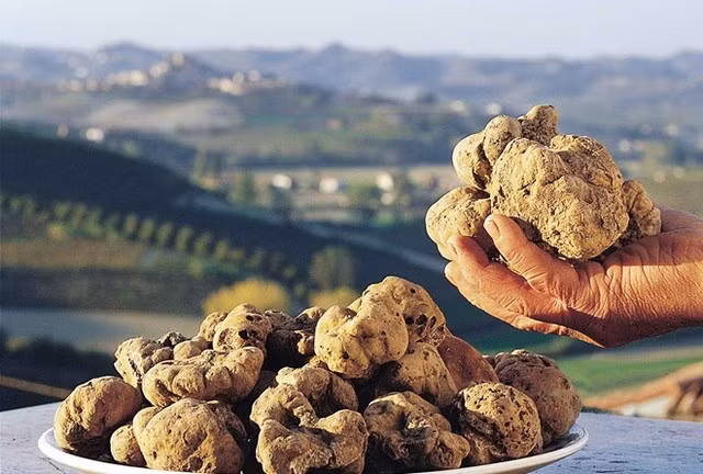 3. Nấm Truffle trắng: 6.600 USD – 52.300 USD/kg. Loại nấm truffle trắng có nguồn gốc Italy thường được bán với giá khoảng 6.600 USD/kg.