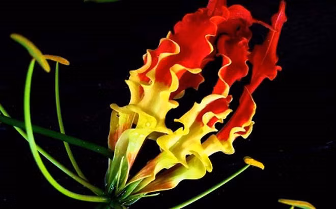 Hoa Gloriosa, hay còn được gọi là hoa loa kèn lửa rất đẹp và độc đáo. Loài hoa này sặc sỡ và vô cùng tinh tế.
