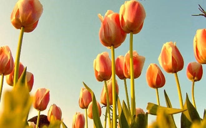 Hoa tulip.