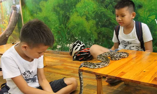 Nhiều em nhỏ cũng được gia đình đưa tới để vui chơi cùng với những chú bò sát. Chị Hồng (ngụ quận 11) cho biết: "Từ nhỏ hai đứa con nhà tôi đã có sở thích tìm hiểu về những loài bò sát. Chính vì vậy, nên tôi thường xuyên đưa hai đứa tới đây chơi.