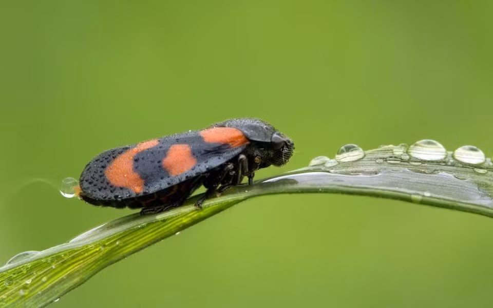 Ve sầu Froghopper là loại côn trùng này có thể nhảy cao gấp 100 lần chiều dài của chúng và chịu đựng được trên 400g (gia tốc trọng lực) trong quá trình nhảy.