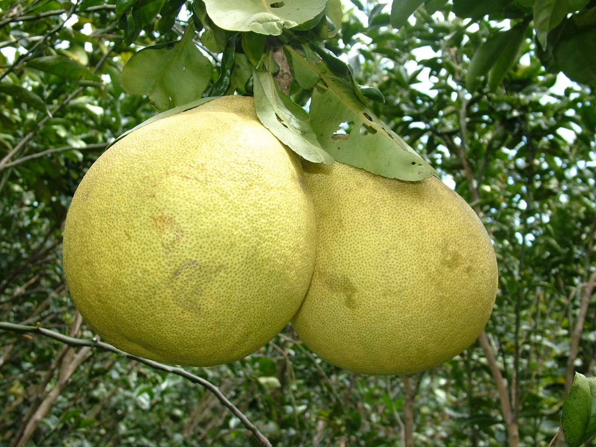 Bưởi: Lượng kcals trong một nửa quả bưởi là 24. Một nghiên cứu đã cho thấy uống nước ép bưởi trong khi ăn đồ dầu mỡ sẽ làm giảm trọng lượng tăng lên xuống còn 80%. 