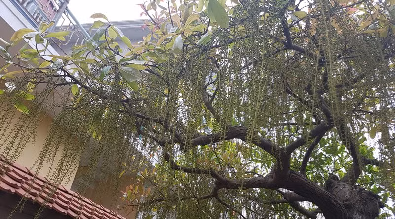 Cây có kích thước tương đối lớn, cao trên 2m, đường kính tán tỏa ra chừng 6m.