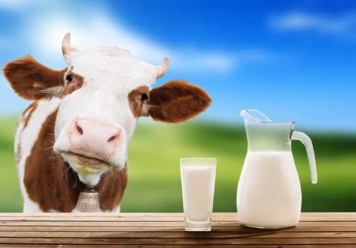 Sữa: Để tăng sản lượng sữa, người ta thường cho bò ăn rBGH (một loại hormone tăng trưởng). Loại này đã bị cấm ở châu Âu cũng như Nhật Bản, Canada, New Zealand và Australia. (Ảnh: Medical news)