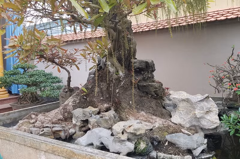 Nam Điền là xã có nghề truyền thống làm cây cảnh từ hàng trăm năm nay của huyện Nam Trực (Nam Định). Vùng quê này nổi tiếng bởi những cây cảnh có giá trị nhiều tỷ đồng được giới chơi cây săn lùng.