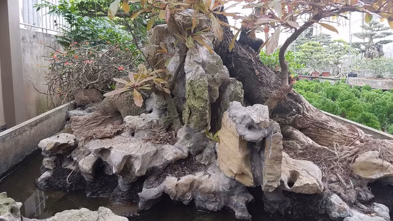 Cũng theo anh Hùng, khi chụp ảnh cây lộc đưa lên mạng xã hội, nhiều người liên hệ xin mua lại và trả giá 250 triệu nhưng gia đình không bán.