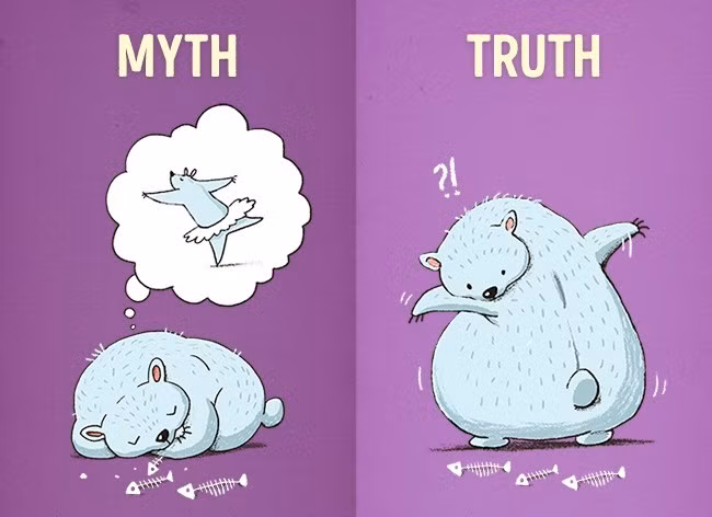 Sau một bữa ăn no mà được đi ngủ thì còn gì sung sướng bằng. Tuy nhiên, thói quen này ảnh hưởng không tốt đến cơ thể, nhất là đối với những chị em coi trọng vóc dáng. Khi ngủ, cơ thể chuyển calo thành dự trữ thay vì đốt calo. Vì vậy, nếu ăn no xong đi ngủ thì rất dễ bị tăng cân. Nếu sau khi ăn muốn đi ngủ thì tốt hơn hết bạn nên đi bộ khoảng 20 phút để đốt bớt một lượng calo.