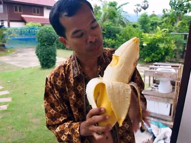 Giống chuối khổng lồ Musa ingens ở Papua New Guinea có thể đạt chiều cao tối đa lên tới 18m, chu vi thân có thể lên tới 2m, ngang với thân cây cổ thụ. Trong khi đó, lá của loại quả khổng lồ cũng thuộc diện "khủng" với chiều dài tàu lá lên tới 5m, rộng 1m. Một buồng chuối khi chín nặng từ 30 đến 60kg. Quả chuối chín có chiều dài khoảng 18cm và rộng khoảng 5-6cm.