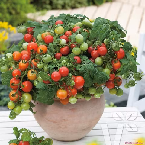 Cà chua tí hon có đặc điểm là thân cây cao khoảng 20cm, mọc nhiều nhánh thân cây có nhiều lông. Người ta trồng cà chua tí tí hon chủ yếu là để làm cảnh hoặc cà chua nhỏ là loại dễ ăn. Quả có đặc điểm màu đỏ khi chín, nhỏ,dễ ăn và khá bắt mắt. 