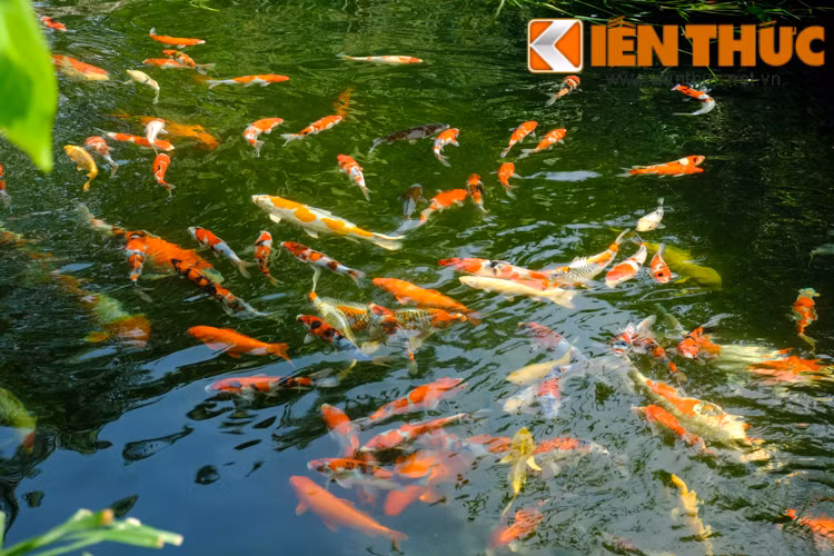 Qua tìm hiểu, cá Koi Nhật Bản có nhiều loại khác nhau như Doitsu, Kikusui, ogon... Mỗi loại được gọi tên theo màu sắc của chúng và giá thành mua cá khác nhau rất nhiều. Có những loại cá koi giá hàng trăm triệu đồng. Điển hình như năm 2016, một đơn vị đã nhập về Việt Nam 400 con cá koi, trong đó chú Koi dòng Kohaku dài 87cm tuyệt đẹp, được định giá 20.000 USD (hơn 400 triệu đồng).