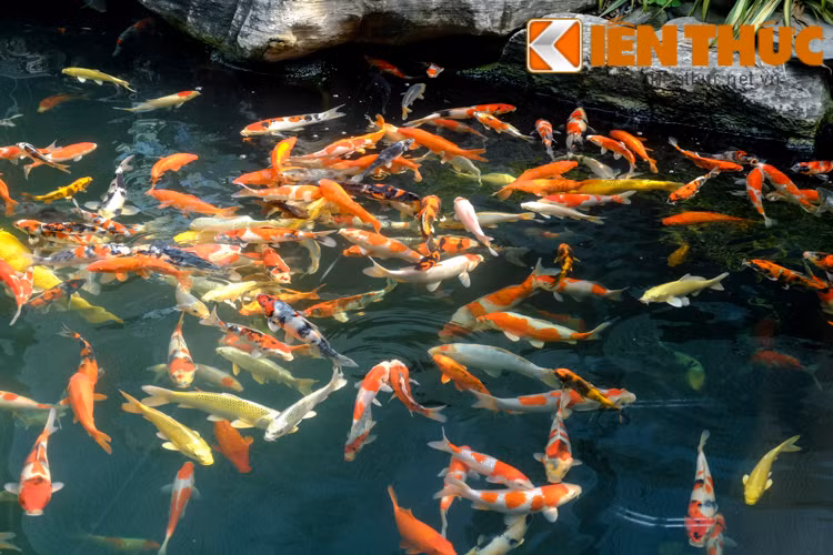 Tại Việt Nam, thú chơi cá Koi được nhiều người yêu thích. Nhiều “đại gia” sẵn sàng chi núi tiền để nuôi và chăm sóc loài cá này. Giá cá koi mỗi con từ vài ngàn cho đến hàng chục ngàn USD.