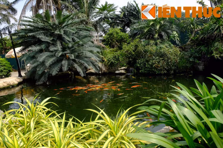 Không chỉ trong nhà có hồ cá koi tuyệt đẹp mà cảnh quan sân vườn tại đây cũng có thêm một hồ cá khác, được thiết kế đẹp mắt.